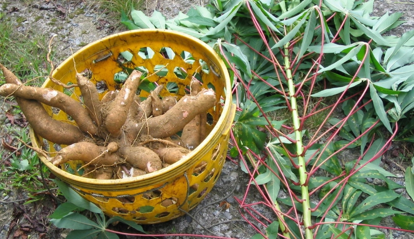 木薯粉是什麼做的