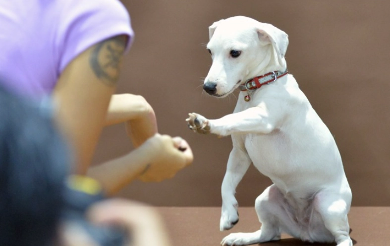 寵物離世心理調適 寵物離世心理調適