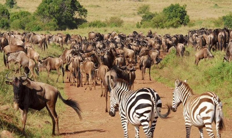 動物大遷徙月份