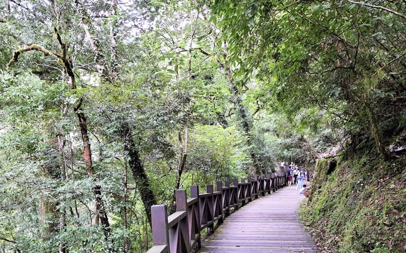 拉拉山神木群步道