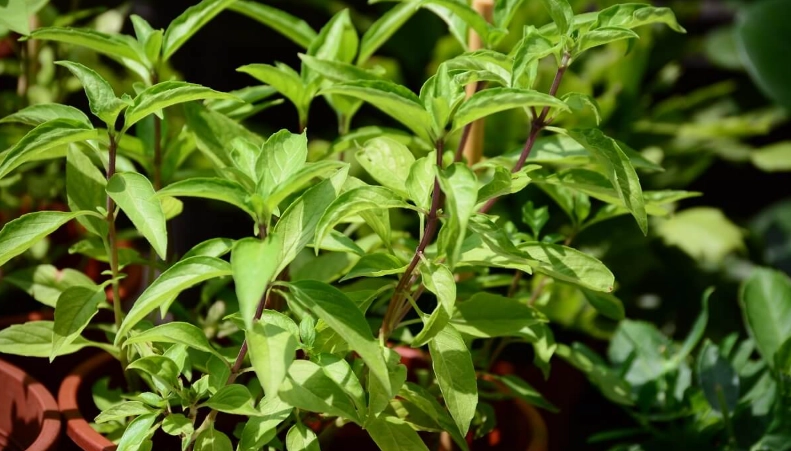 九層塔 防寒技巧