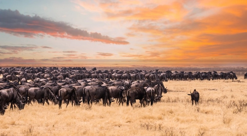 動物大遷徙觀察