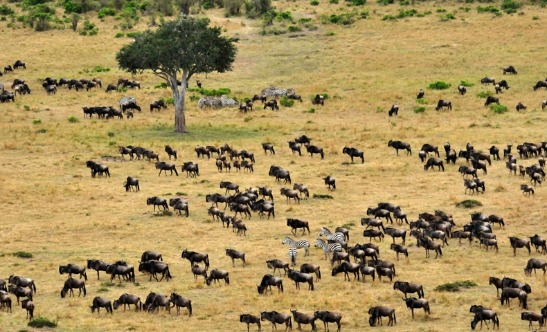動物大遷徙觀察