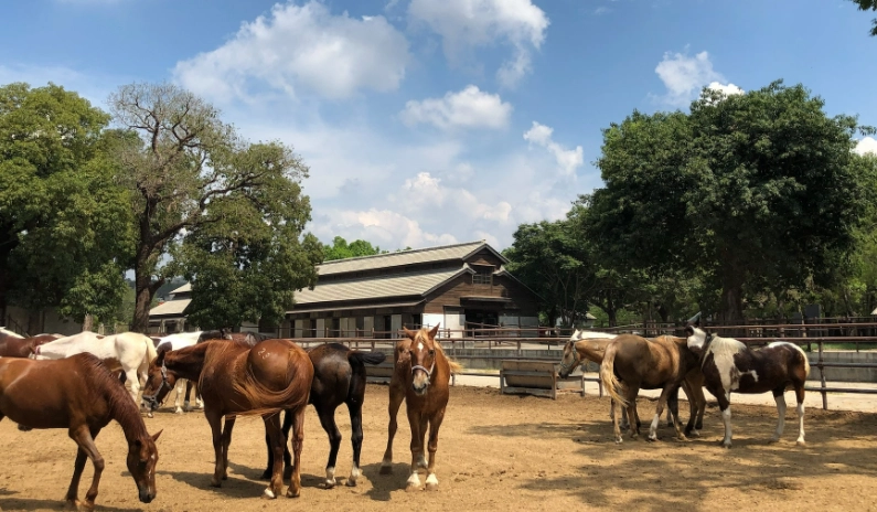 麗寶樂園住宿推薦 麗寶樂園住宿推薦
