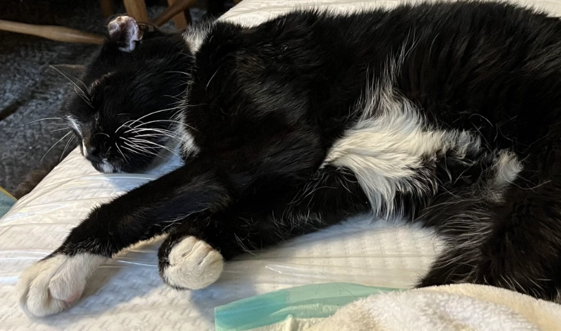 禮服貓 性格 禮服貓 性格