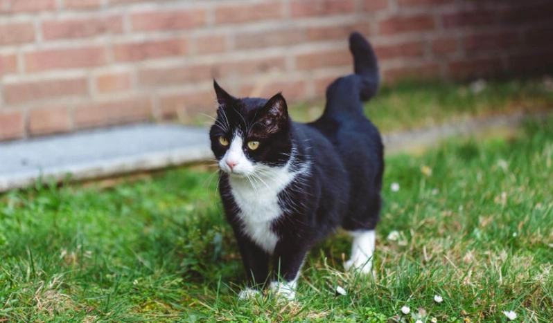 禮服貓 好養嗎 禮服貓 好養嗎