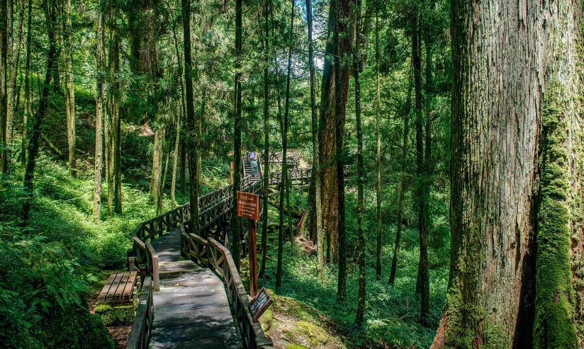 森林遊樂區 特色