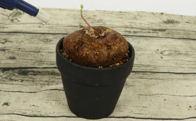 山烏龜種植方向 山烏龜種植方向