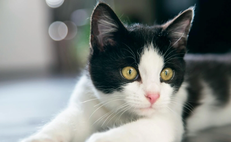 禮服貓 性格 禮服貓 性格