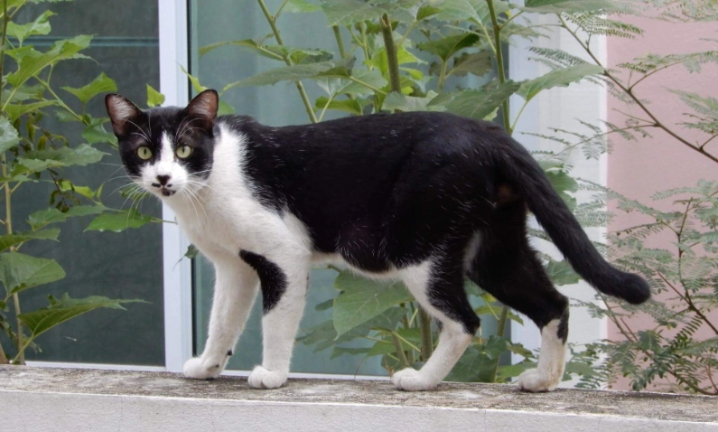 禮服貓 性格 禮服貓 性格