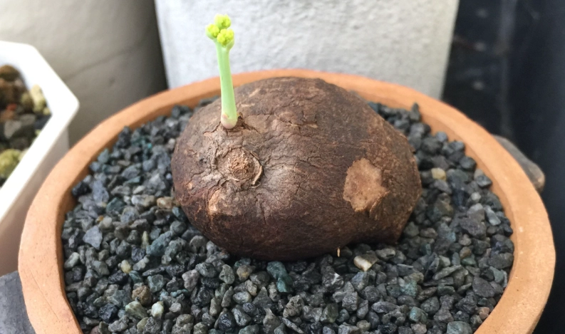 山烏龜種植方向 山烏龜種植方向