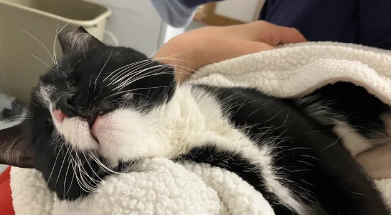 禮服貓 好養嗎 禮服貓 好養嗎