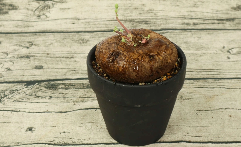 山烏龜上下分辨 山烏龜上下分辨