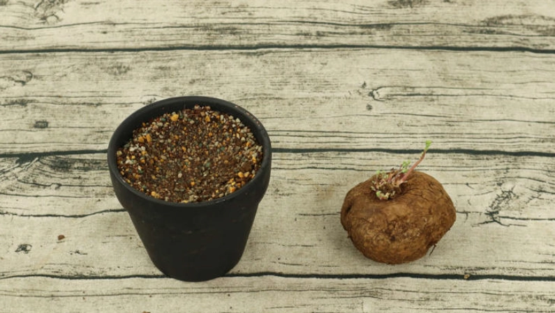 山烏龜上下分辨 山烏龜上下分辨