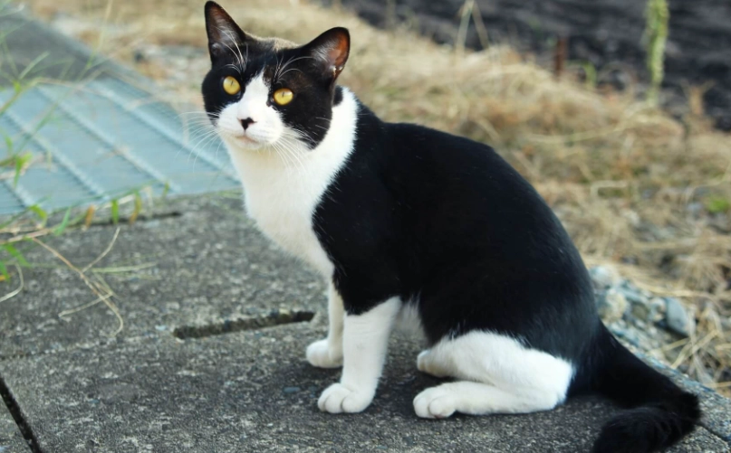 黑色波斯貓 個性 黑色波斯貓 個性