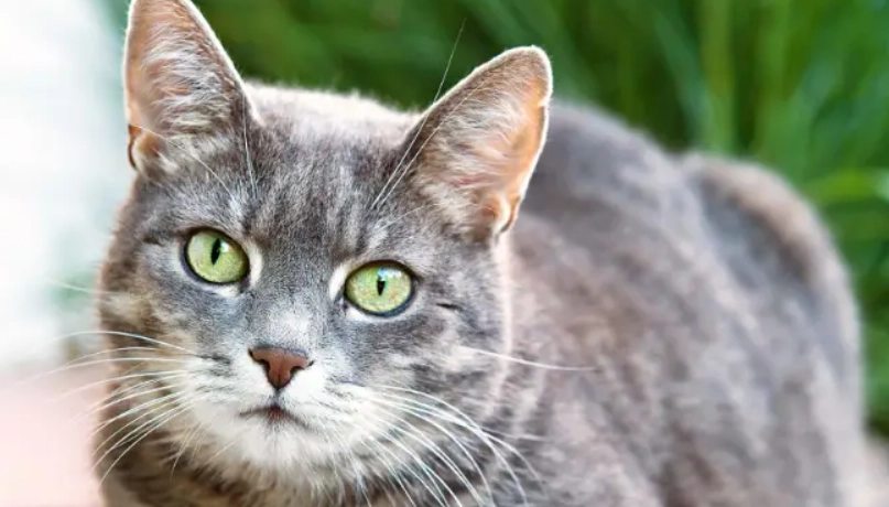 貓流口水原因 貓流口水原因