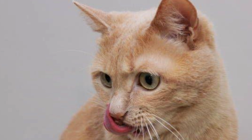 貓咪緊張症狀 貓咪緊張症狀