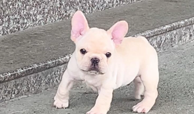 法鬥飼養 法鬥飼養
