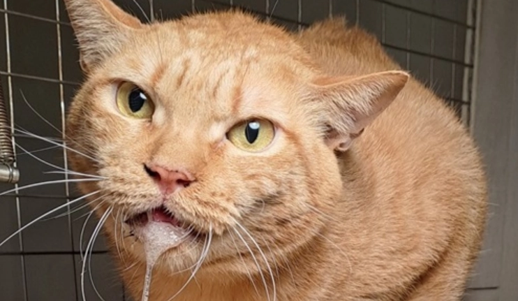 貓咪流口水 貓咪流口水