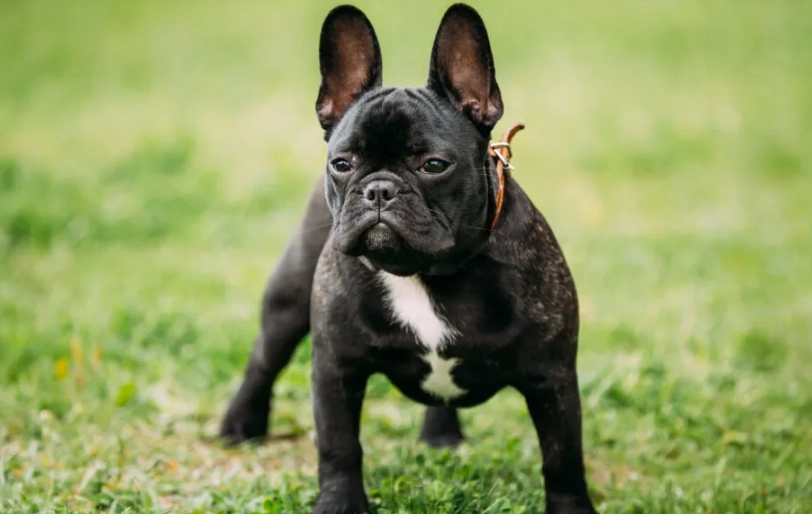 法鬥照顧 法鬥照顧