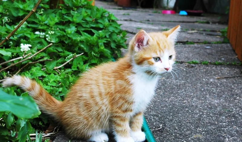 台灣動物保護法