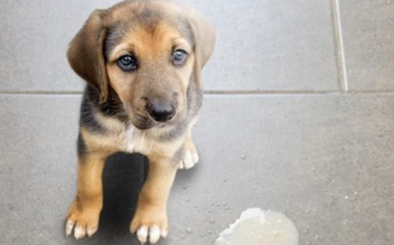 狗狗嘔吐黃原因