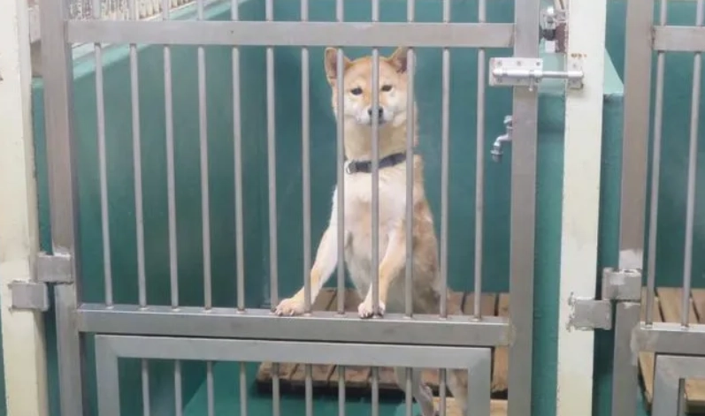 台灣動物保護法