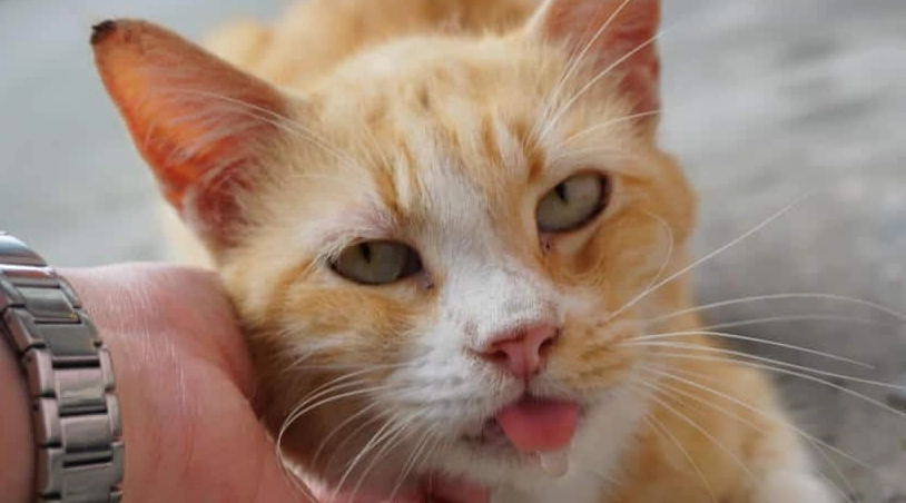 貓咪流口水 貓咪流口水