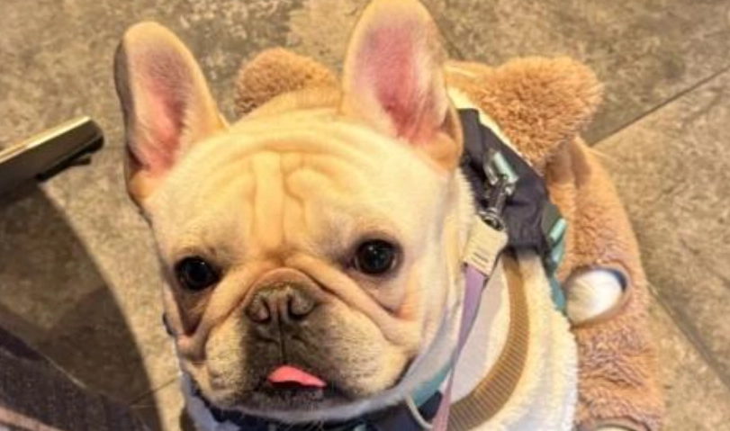 法鬥飼養 法鬥飼養