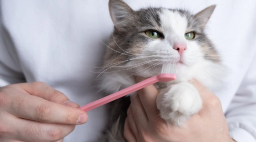 貓咪口腔健康