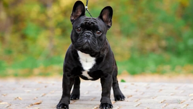 法鬥照顧 法鬥照顧