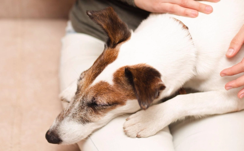 狗狗嘔吐黃處理