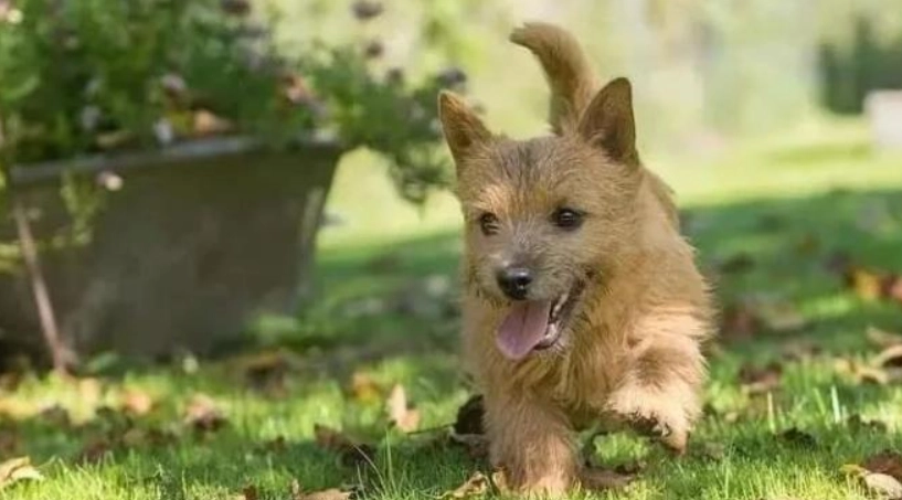 狗狗嘔吐黃急救