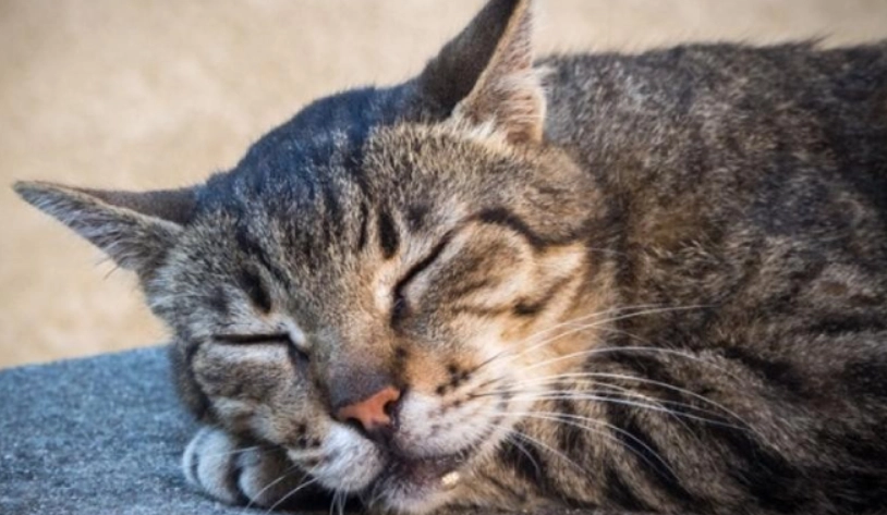 貓咪流口水 貓咪流口水