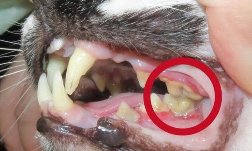 貓咪牙結石症狀