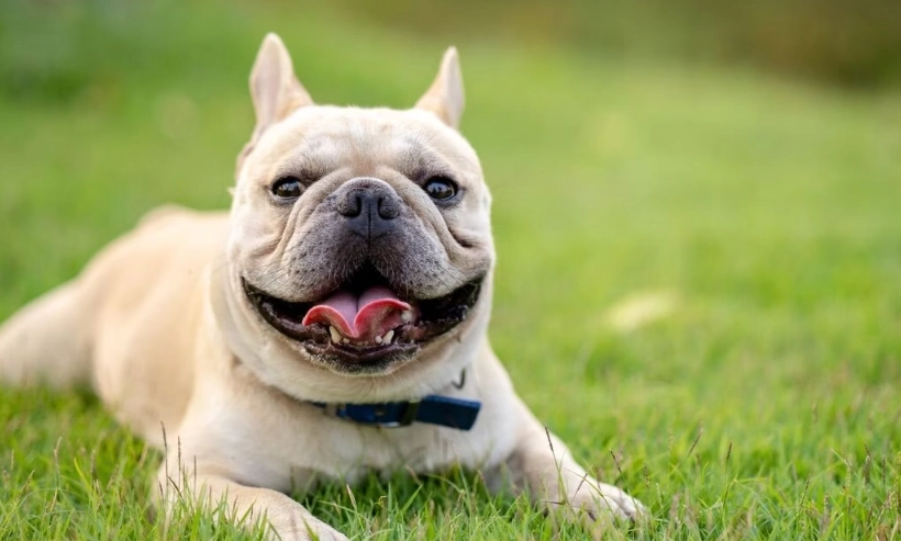 法鬥照顧 法鬥照顧