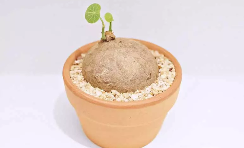 圓葉山烏龜澆水全攻略：掌握關鍵技巧，避免常見錯誤