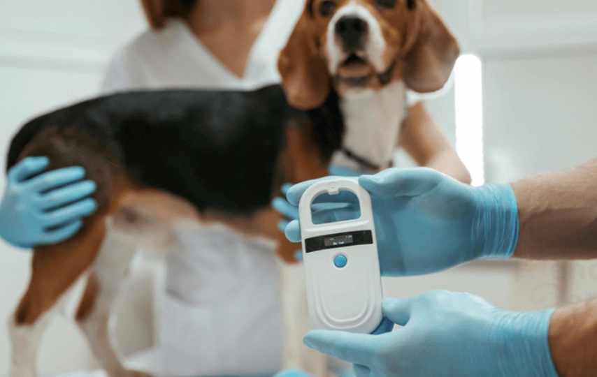 寵物晶片資料更改全攻略：流程、費用、常見問題一次搞懂