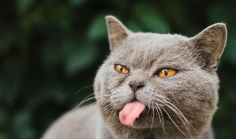 貓咪一直伸舌頭怎麼辦