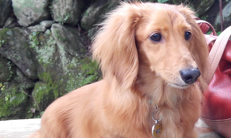 長毛臘腸犬價格