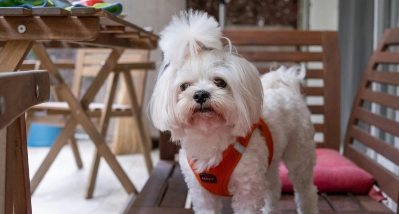 小型犬智商排名