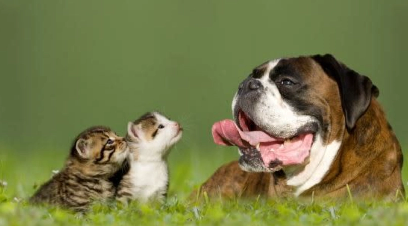 貓狗交叉感染 貓狗交叉感染