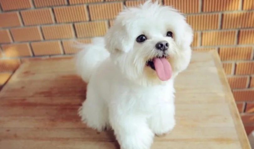 小型犬智商排名