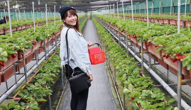 新竹採草莓