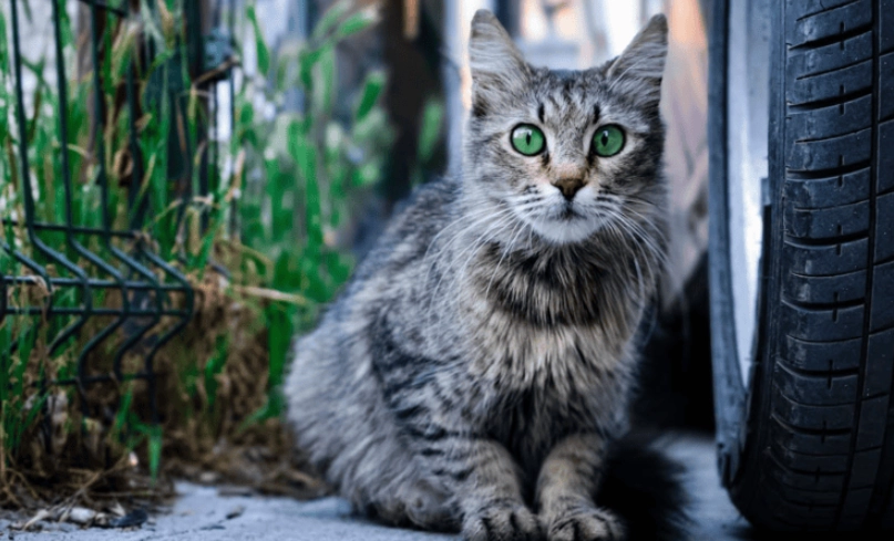 最受歡迎貓品種