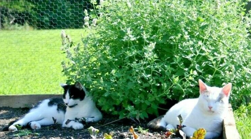 貓薄荷種植方法