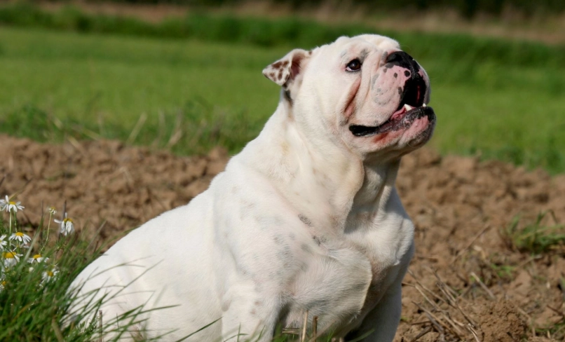 法國鬥牛犬 法國鬥牛犬