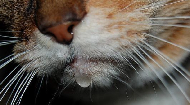 貓流口水怎麼辦