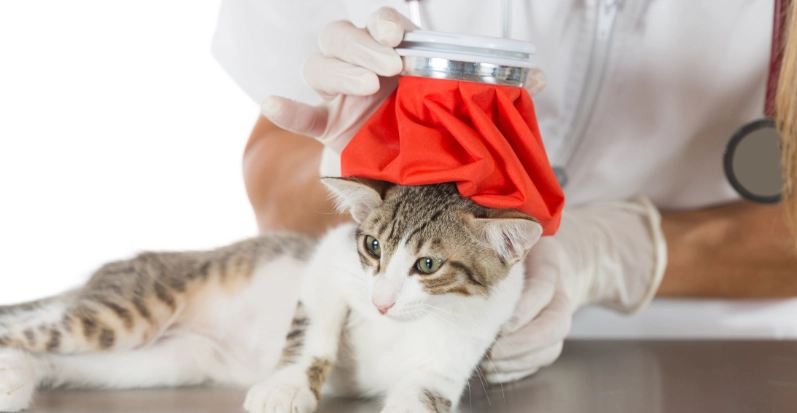 貓狗感冒症狀 貓狗感冒症狀