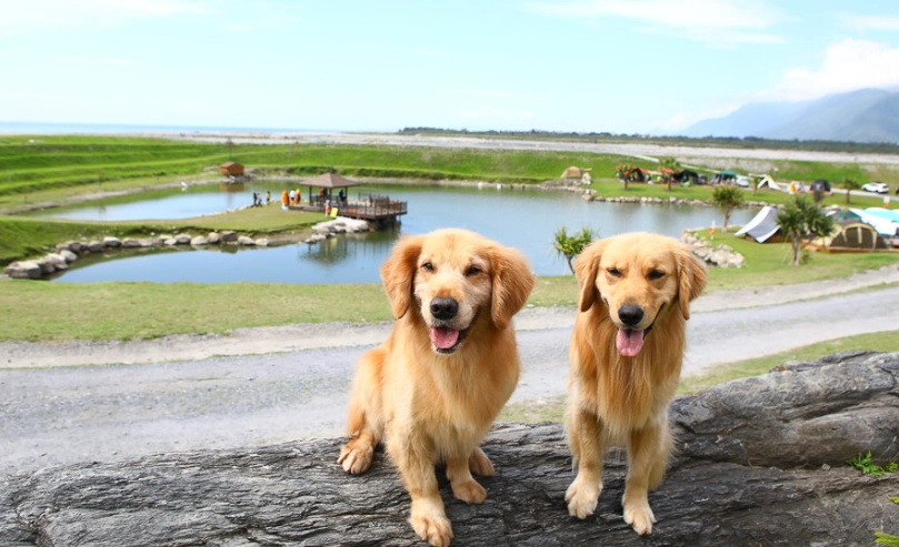 寵物友善民宿 寵物友善民宿